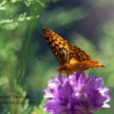 Steider Studios: Checkered Butterfly on Wild Lily