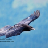 Steider Studios: Raven in Flight