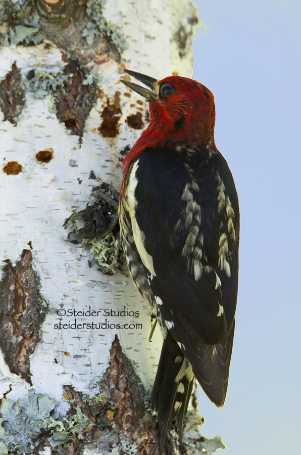Steider Studios:  Red-breasted Sapsucker in Birch Tree