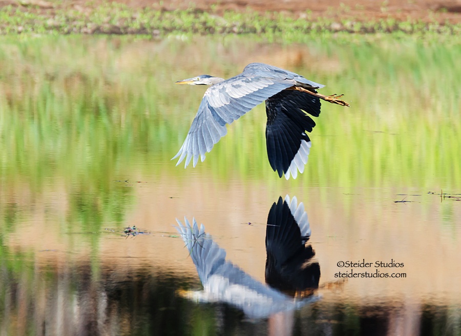 Steider Studios:  Great Blue Heron in Flight Over Mill Pond